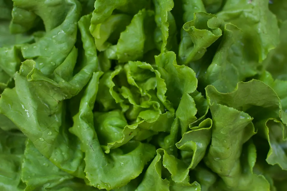 Close view of fresh green butter lettuce heads piled on a market table
