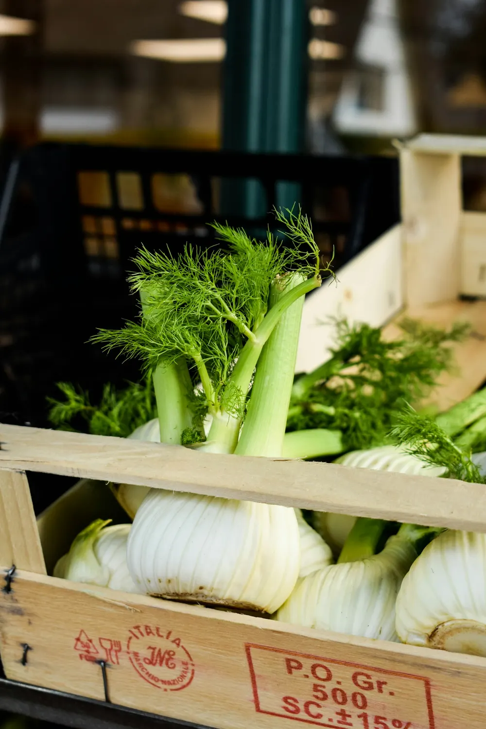 Fresh fennel bulbs with green fronds packed in a wooden crate