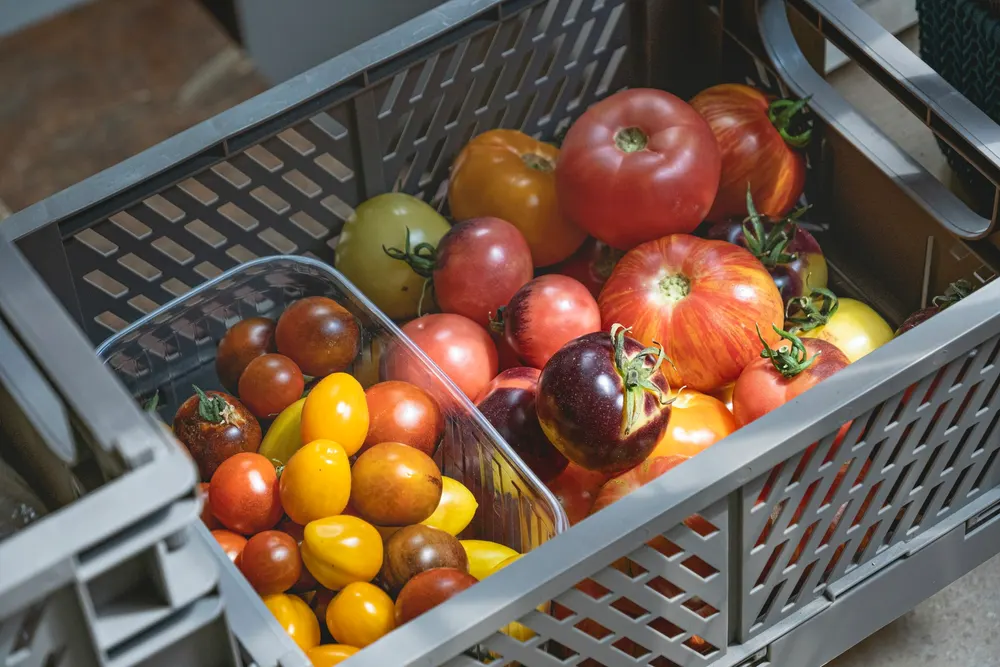 Red, yellow and striped heirloom tomatoes in a grey plastic market crate