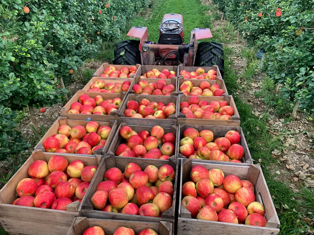 Red apples in wooden harvest crates on a trailer between orchard rows