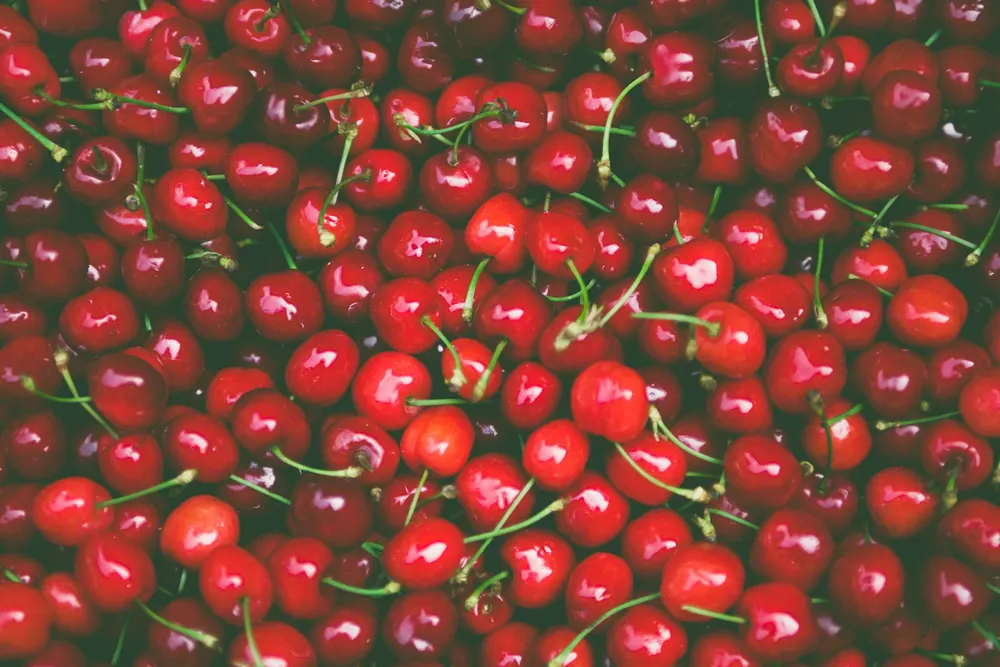 A pile of ripe red cherries with their stems